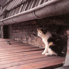 Die Katze auf dem heißen Holzdach