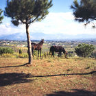 Landschaftspanorama mit Bäumen und Pferden