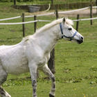 Weißes Pferd rollt sich auf der Weide