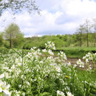 Landschaftspanorama mit weißen Blüten