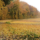 Mit Herbstlaub bedecktes Feld