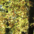Herbstliche Zweige mit bunten Blättern