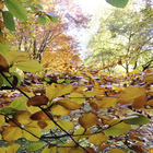 Herbstliche Zweige mit bunten Blättern