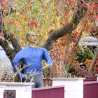 Mann mit blauem Hemd steht im Garten