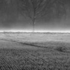 Nebelschwaden überm Feld