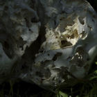 Weißer zerfressener Pilz