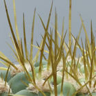 Kaktusstachen