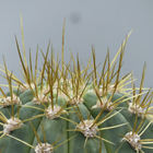 Kaktusstachen