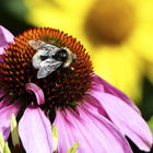 Biene auf Sonnenhut (Rudbeckia fulgida)
