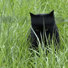 Schwarze Katze im Gras
