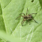 Spinne auf grünem Blatt