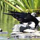 Rabenvogel zwischen Steinen am Ufer