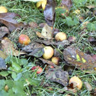 Am Boden liegende Zieräpfel