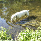 Weißer Hund im Wasser
