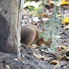 Eichhörnchen verschwindet hinterm Baumstamm
