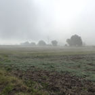 Feld im Nebel