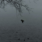 Rabenvogel im Nebel
