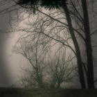 Nebel hinter Zweigen