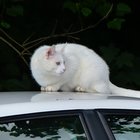 Weiße Katze auf weißem Auto