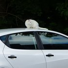 Weiße Katze auf weißem Auto