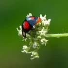 Marienkäfer auf weißen Blüten