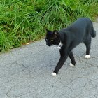 Schwarze Katze auf Weg