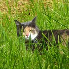 Gescheckte Katze im Gras