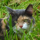 Gescheckte Katze im Gras