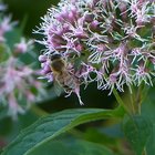 Biene an Wasserdost