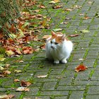 Rotweiße Katze im Herbstlaub