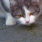 Schwarzweiße Katze mit gelben Augen