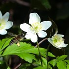 Biene an Buschwindröschen
