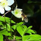 Biene an Buschwindröschen