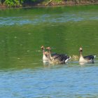 Graugansfamilie schwimmt auf dem Wasser