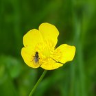 Fliege auf gelber Blüte