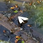 Kleiner weißer Schmetterling auf dem Wasser