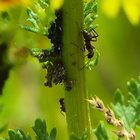 Ameisen und Käfer an Pflanzenstengel
