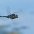Fliegende Blaugrüne Mosaikjungfer