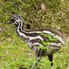 Emuküken auf Wiese