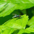 Fliege auf grünem Blatt