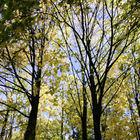 Herbstliche Bäume mit bunten Blättern