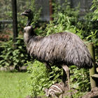 Emu und Küken auf Wiese