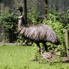Emu und Küken auf Wiese