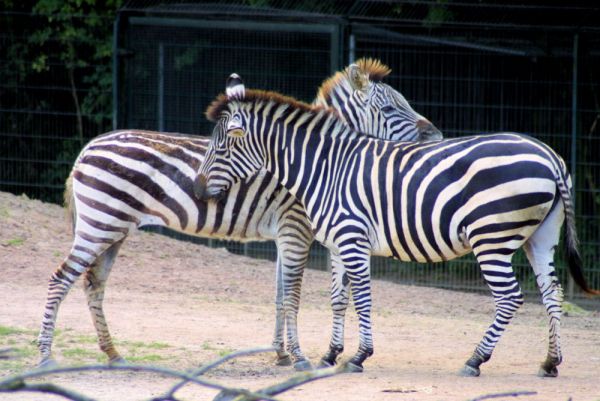 Böhm- oder Grant-Zebra 