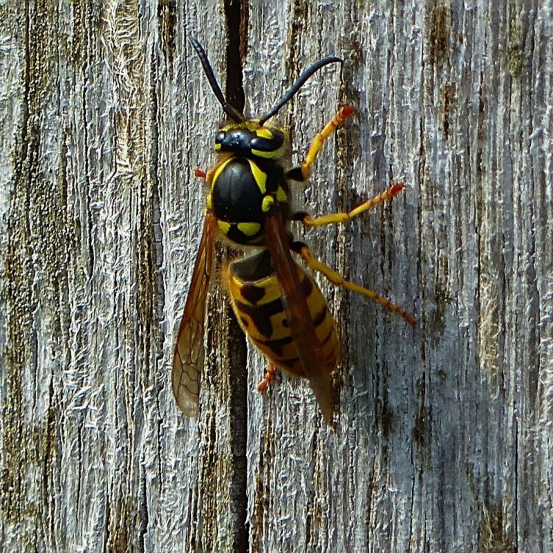 Hornisse und Wespe / Hornet and wasp